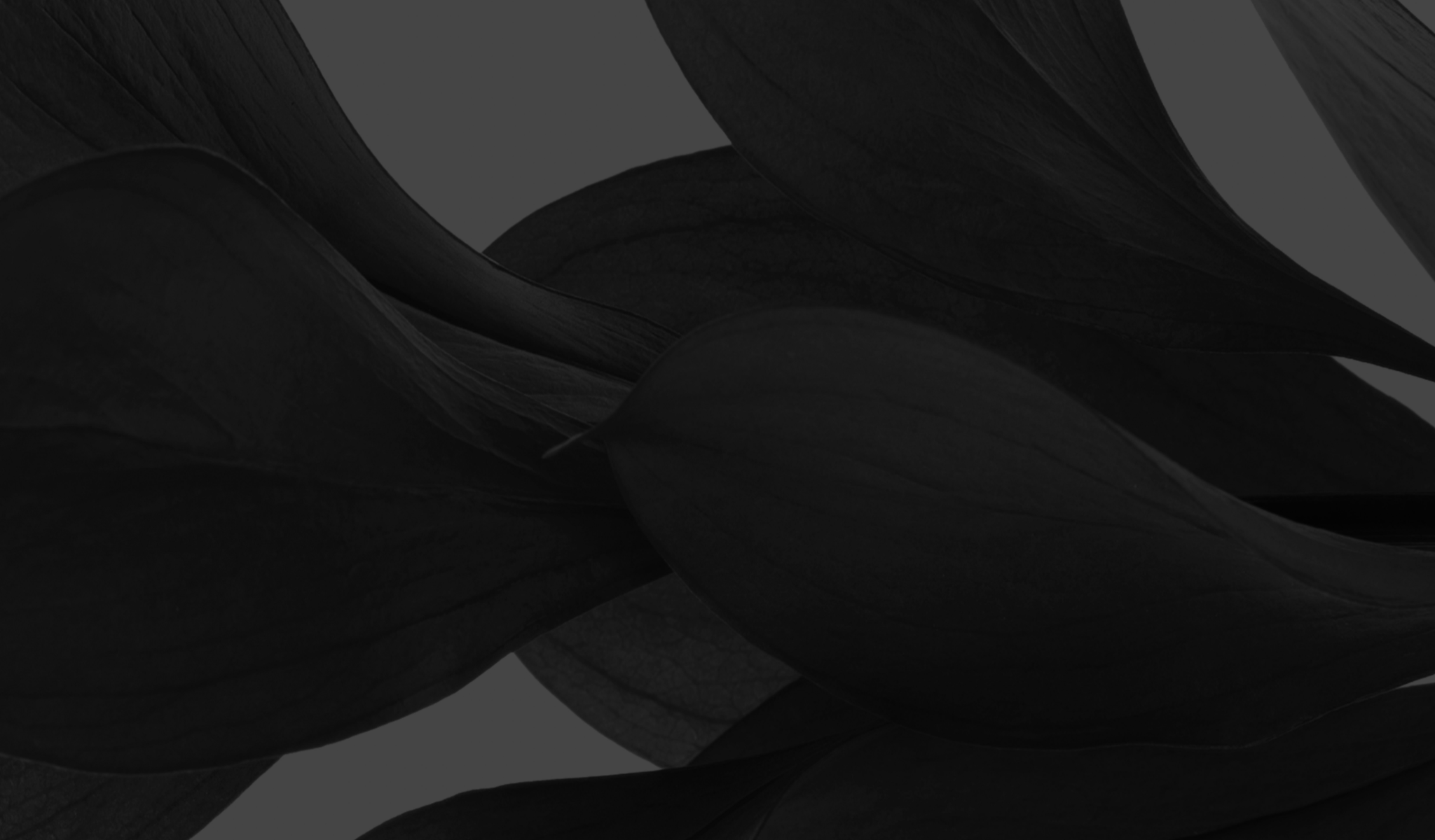 MEDIA CONTACT FORM Freewill